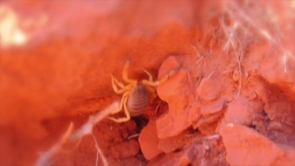 Großer Skorpion, der mit einem Stock erstochen wird — Stockvideo