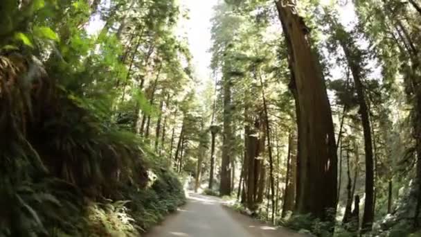 松の木の森の未舗装の道路上を運転 — ストック動画
