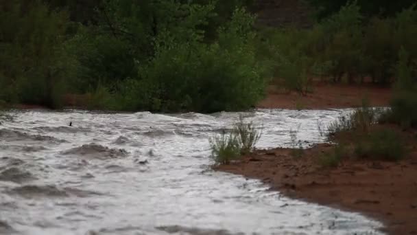 Río corriendo en un día nublado — Vídeo de stock