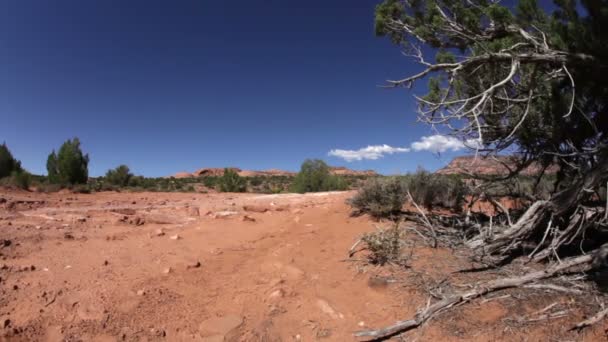 Rode rotsen en woestijn bomen in Moab — Stockvideo