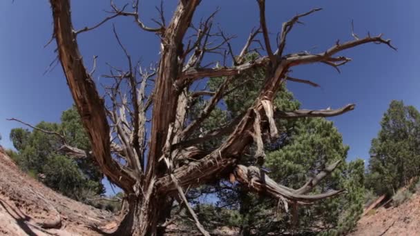 Toter, verwitterter Baum in der Wüste — Stockvideo