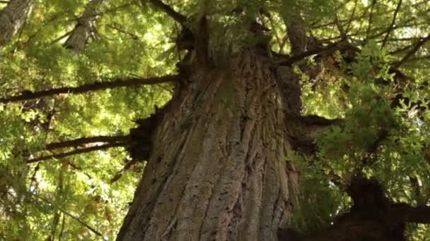 Tall Forest Evergreen van boven naar beneden — Stockvideo