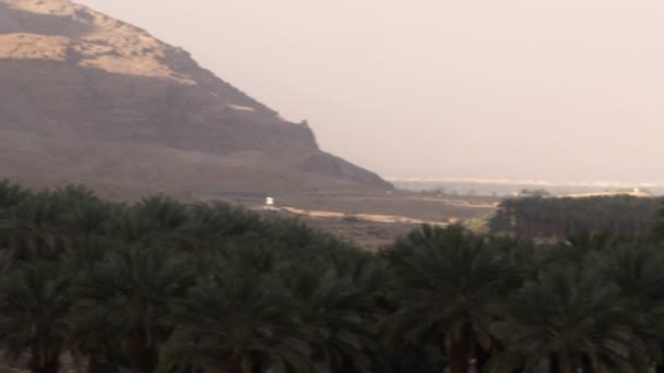 Панорама пальмовой рощи у Мертвого моря в Израиле — стоковое видео