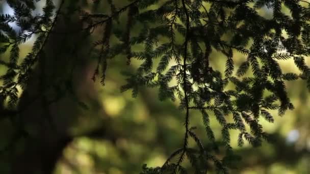 Rama de pino soplando en una suave brisa — Vídeo de stock