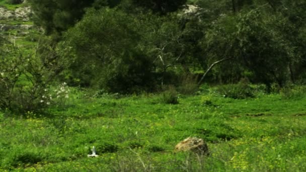 Stock Vidéo Libre de Droit Tournage d'une forêt et d'un pré en Israël à 4k 