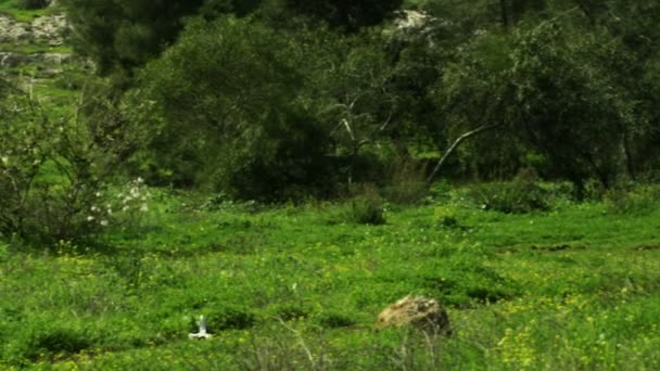 Stock Vidéo Libre de Droit Tournage d'une forêt et d'un pré en Israël à 4k — Video