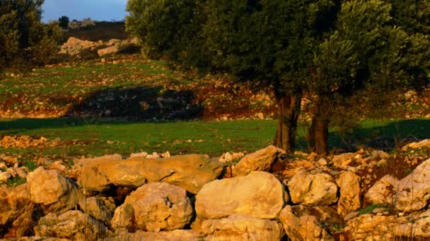 Ladera detrás de la fortaleza de Nimrod — Vídeos de Stock