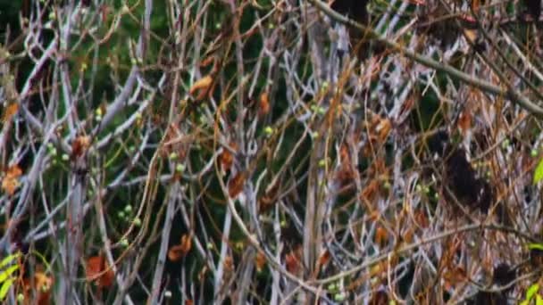 Honorarium wolna fotografii wideo długość mierzona w stopach z Banias Creek roślinność strzał w Izraelu — Wideo stockowe