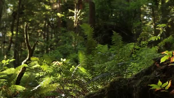 Forêt de séquoias croissance du sol 