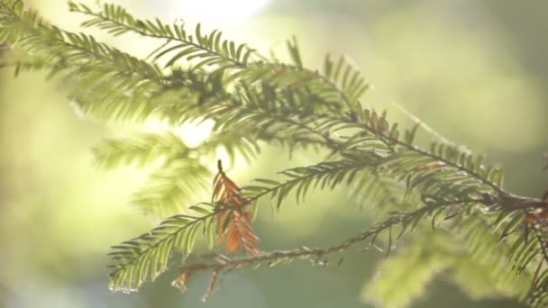 Větev stromu s pavučina — Stock video