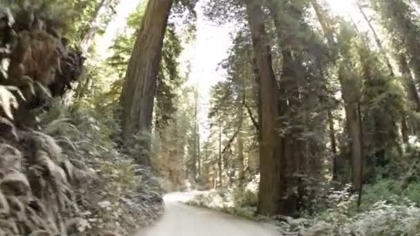 Descendre le chemin de terre dans la forêt de pins — Video