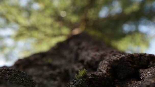 見上げる大きな松の木のベース — ストック動画