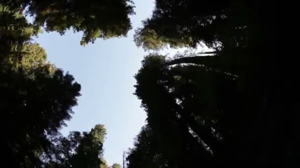 Conducir a través del bosque de pinos — Vídeo de stock
