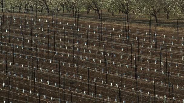 Filmación de video de huertos de almendras filmados en Israel a 4k con Red . — Vídeo de stock