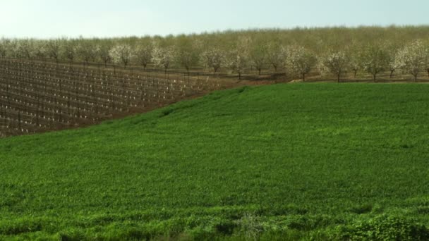Royalty Free Stock Video Footage van amandel boomgaarden en een veld schot in Israël — Stockvideo
