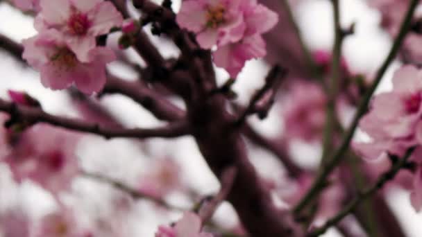 Stock Vidéo Libre de Droit Des fleurs d'arbre rose tournées en Israël — Video