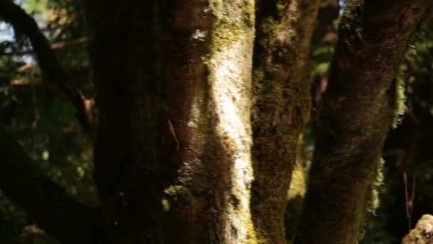 苔藓覆盖的树木，在森林里 — 图库视频影像