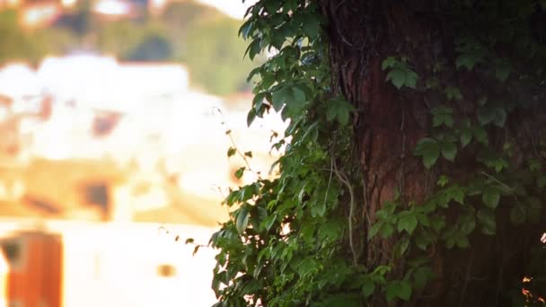 Arbre devant le paysage urbain de Rome — Video