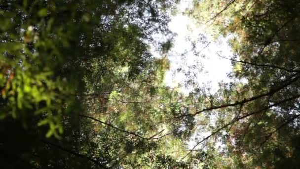 Ciel lumineux à travers le couvert forestier — Video