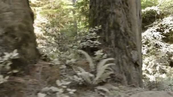 Croissance du sol forestier 