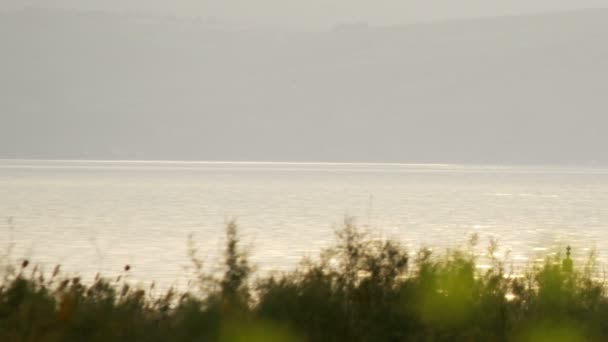 Stock Video Filmagem de flores amarelas no Mar da Galileia filmada em Israel — Vídeo de Stock