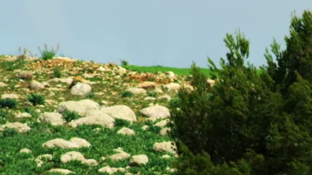 Fotografía de un árbol solitario en un prado rocoso filmado en Israel — Vídeos de Stock