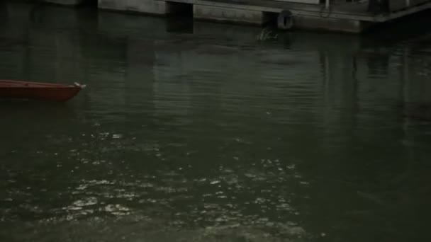 Una barca piena di vogatori sul Tevere — Video Stock