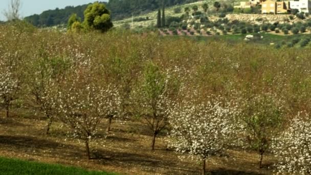 Royalty Free Stock Video Footage av en fruktträdgård och fält sköt i Israel — Stockvideo
