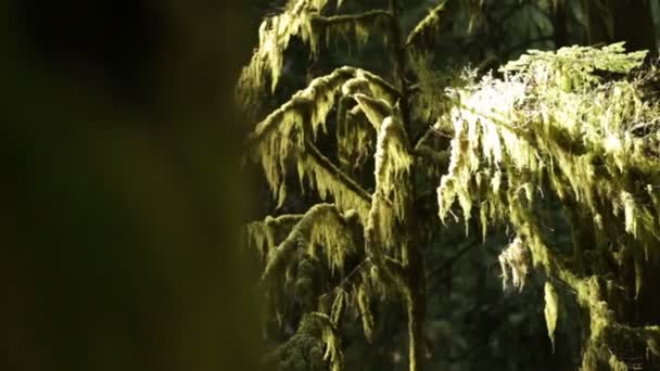 Árvore coberta de musgo na floresta — Vídeo de Stock