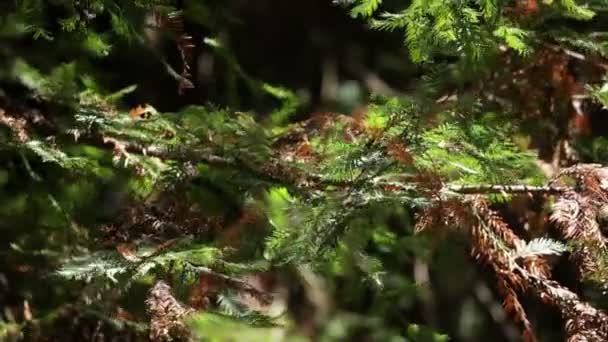 Branches d'arbres soufflant doucement dans la brise — Video