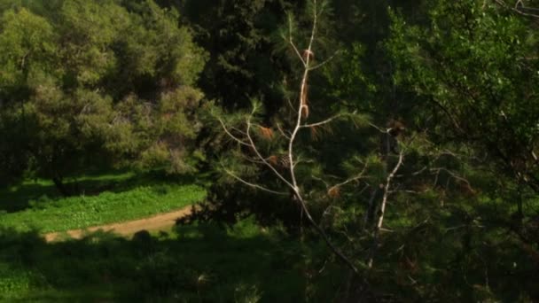 Fotografía de una montaña boscosa filmada en Israel — Vídeos de Stock