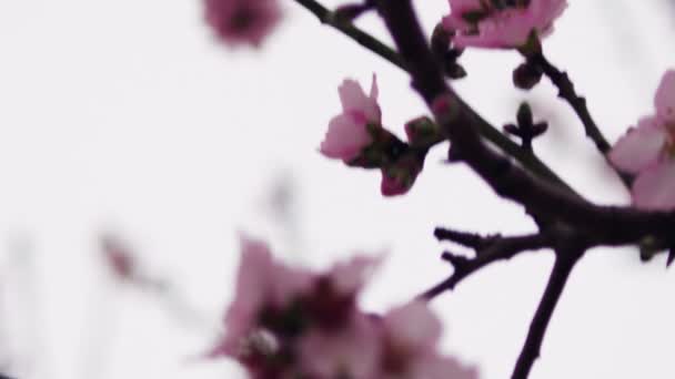 Royalty δωρεάν βίντεο πλάνα του ροζ άνθηση tree υποκαταστήματα πυροβολισμό στο Ισραήλ — Αρχείο Βίντεο