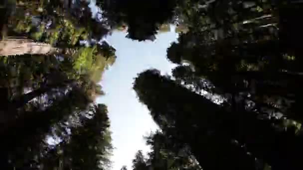 Time-lapse di un baldacchino foresta durante la guida . — Video Stock