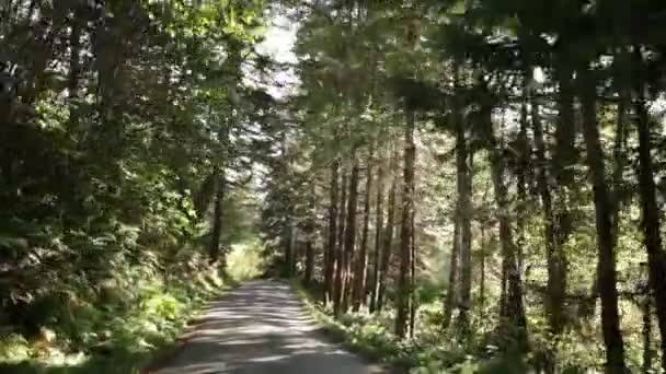Grijze bos weg — Stockvideo