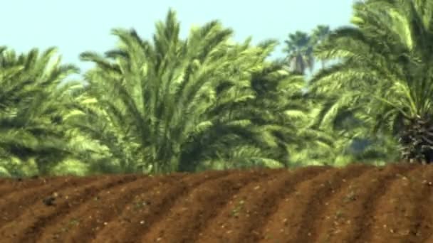 Panela direita para a esquerda de solo recém-sulcado com uma floresta de palmeiras no fundo — Vídeo de Stock