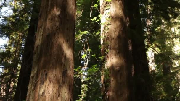 Árvores gêmeas na floresta — Vídeo de Stock