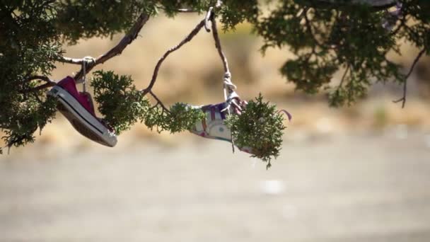 Många par skor hänger på ett träd — Stockvideo
