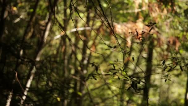 Branches minces ressemblant à des rameaux dans la forêt — Video