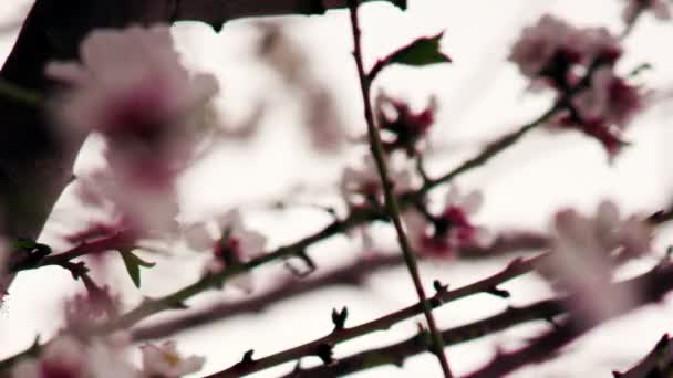 Stock Video Filmagem de flores brancas e cor-de-rosa em ramos filmados em Israel — Vídeo de Stock