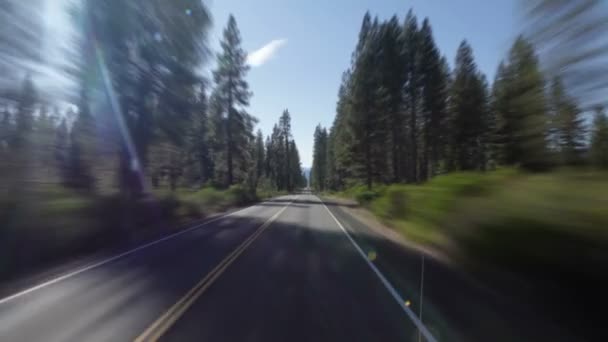 Straight highway through forest — Stock Video