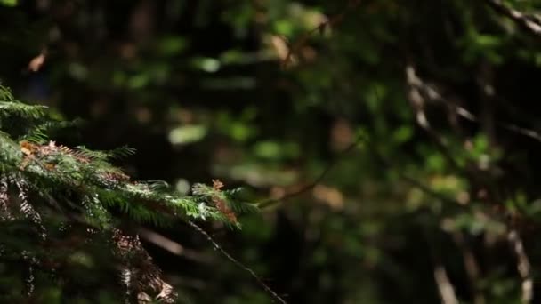 Panorámica a través de ramas forestales — Vídeos de Stock