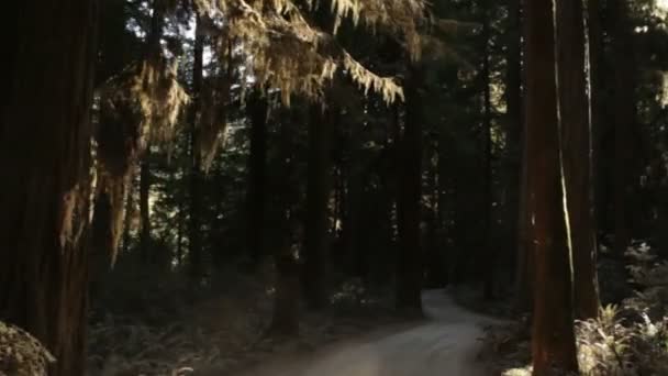 Auf dunkler Straße im Rotholzwald unterwegs — Stockvideo