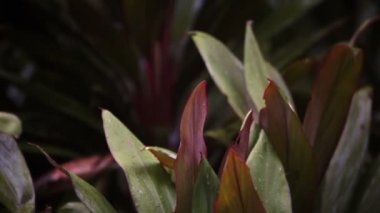 Ağacı'nın Bankası, küçük bitkiler