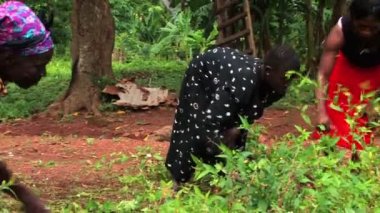 Gana ailesiyle birlikte bahçede çalışan kız