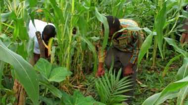 Afrika'da bir alan weeding insanlar.