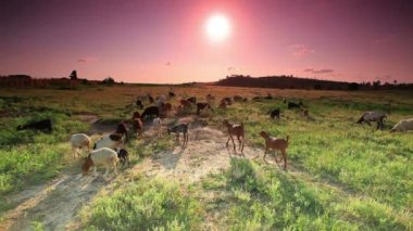 Kenya'da güneş doğarken otlatma keçi sürüsü.