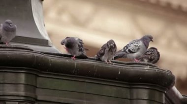 Piccadilly Sirki'ndeki Eros heykelinin üzerinde oturan güvercinlerin sabit bir yakın çekim fotoğrafı