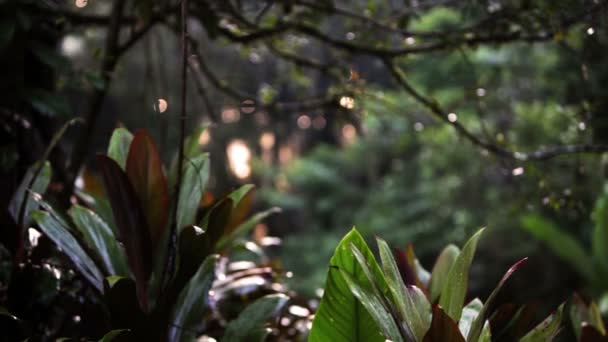 Racking-focus footage of trees and vines beyond a line of small plants in a rainforest