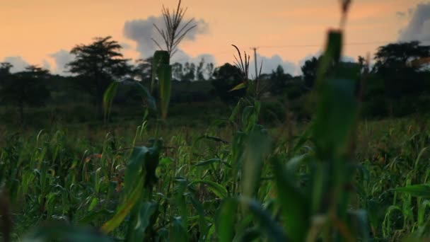 Kukorica szárak Kenyában, Afrikában. — Stock videók