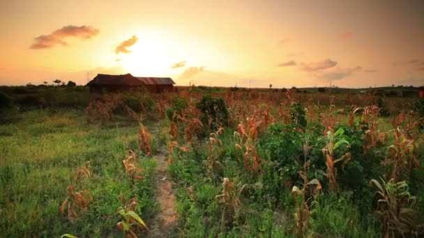 Campo de maíz al atardecer cerca de un pueblo en Kenia . — Vídeo de stock